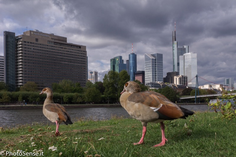 Natura urbana
